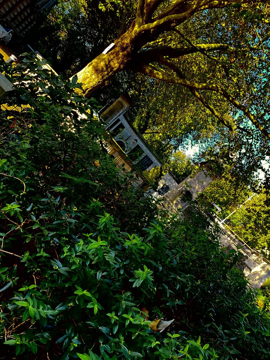 photo of a bush and a tree with a war memorial in the background